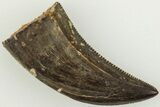 Serrated, .67" Dromaeosaurid Theropod (Acheroraptor) Tooth - Montana - #204047-1